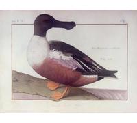 HRJUBWREE Portrait Tableaux Imprimer Affiche Murale D'Art L'Image un canard souchet de Nicolas Robert Vintage Impressions sur Toile Décorations Pour la Maison 60x90cm