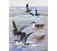 HRJUBWREE Posters Impressions Toile Moderne D'Images Art Imprimé Image Illustration de l'histoire naturelle des oiseaux de l'Est par Louis Agassiz Fuertes Pour la Décoration du Salon 60x90cm