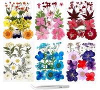 HSAJS Fleurs Séchées Naturelles Pressées Multicolores Assortiment Marguerites Hortensia Feuilles Érable Composition Artisanale Scrapbooking