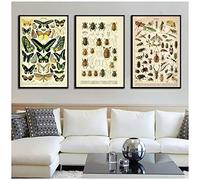 HSFFBHFBH Toile Peinture Vintage Style Affiche Insecte spécimen Peinture de Haute qualité Toile Peinture décoration de la Maison 40x60 cm (15.7 "x23.6) x3 Pas de Cadre