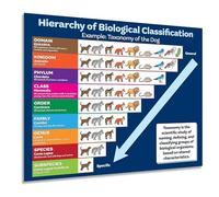 HSMXNEONJB Classroom Biology Decor Animal Classification Taxonomy Chart Science Poster Educational Wall-Art for Teachers Students(Unframed,08x12inch(20x30cm))