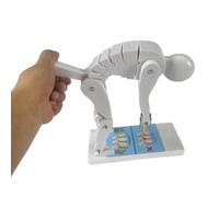 HTDRE Appareil de rééducation Lombaire, modèle interactif de Musculation Humaine pour la Correction de la Posture et la Protection de la Colonne vertébrale, Outil pédagogique avec Base