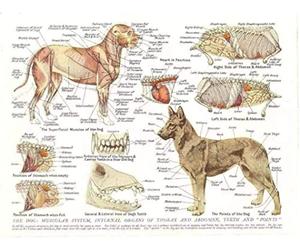 HTWLMM Chien Muscles Organes Anatomie Affiche Impression sur Toile Tableau Animaux Peintures Decoration Murale Art Clinique Bureau Décor sans Cadre (30X40CM)
