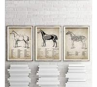 HTWLMM Vintage Cheval Anatomie Affiche Gravures Cheval Animal Illustration Impression sur Toile Tableau Peintures Decoration Murale Art Clinique Bureau Décor sans Cadre (3X40X50CM)