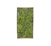 HuadaXtai Affichage de Mousse Simulée Tapis Mousse Décorative Foliage Préservé Végétation Artificielle Texturée en Tissu Couverture de Sol pour Remplir , Vert Jaune De Mousse De Renne 4