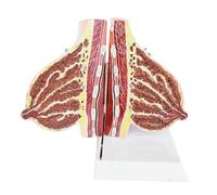 HuadaXtai Maquette Anatomique Sein Féminin Modèle Anatomie Sein Coupe Transversale Glande Mammaire Tissu Conjonctif Surface Réaliste en PVC sur Base Stable