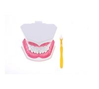 HuadaXtai Modèle Bouche Humaine 2x Dents Langue Ensemble Outils Dentaires Accessoire Enseignement Fonction Amovible PVC Adapté Formation Étudiants Cabinet