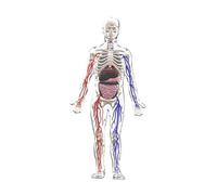 HuadaXtai Modèle de corps humain pour enfants, figure anatomique, outils d'étude, kit scientifique interactif pour l'école