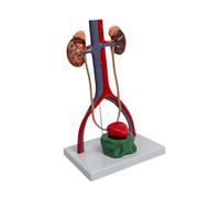 HuadaXtai Modèle de Démonstration Du Système Urogénital Afficher Des Accessoires pour Les Garçons et Les Filles de Classe