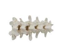 HuadaXtai Modèle de Squelette de La Colonne Vertébrale Humaine Modèle Structurel D'orgue Jouet éducatif pour L'école