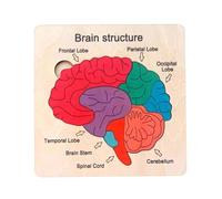 HuadaXtai Puzzle en bois pour l'apprentissage précoce, jouet éducatif, pièces du cerveau humain, pour enfants, filles et garçons