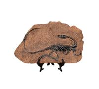 HUAJINGKEJI Figurine créative en résine fossiles de dinosaures, décoration miniature, décoration d'intérieur, salon, bureau, étagère, squelettes de dinosaures, ornement miniature