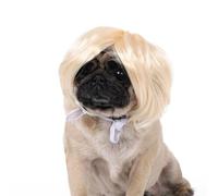 HUAJINGKEJI Perruque tendance pour animal domestique - Look accrocheur - Pour robe de Noël - Pour les petits chiens