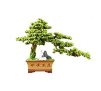 Huangj-0527 Bonsaï Artificiel avec Pot en céramique, décoration d'entrée de Salon, Fausses Plantes ornementales Décoration Maison Arbre Artificiel