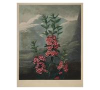 HUANTY Impressions sur toile d'art mural Exposition D'art, Illustration De Tulipe De Lys, Affiche Vintage Sans Cadre, Peintures Sur Toile, Images D'art Mural, Décoration D'intérieur(M,50x70cm)