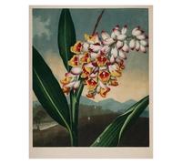 HUANTY Impressions sur toile d'art mural Exposition D'art, Illustration De Tulipe De Lys, Affiche Vintage Sans Cadre, Peintures Sur Toile, Images D'art Mural, Décoration D'intérieur(Ré,50x70cm)