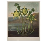 HUANTY Impressions sur toile d'art mural Exposition D'art, Illustration De Tulipe De Lys, Affiche Vintage Sans Cadre, Peintures Sur Toile, Images D'art Mural, Décoration D'intérieur(H,50x70cm)