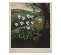 HUANTY Impressions sur toile d'art mural Exposition D'art, Illustration De Tulipe De Lys, Affiche Vintage Sans Cadre, Peintures Sur Toile, Images D'art Mural, Décoration D'intérieur(I,30x40cm)