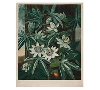 HUANTY Impressions sur toile d'art mural Exposition D'art, Illustration De Tulipe De Lys, Affiche Vintage Sans Cadre, Peintures Sur Toile, Images D'art Mural, Décoration D'intérieur(UNE,20x30cm)