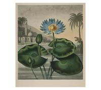 HUANTY Impressions sur toile d'art mural Exposition D'art, Illustration De Tulipe De Lys, Affiche Vintage Sans Cadre, Peintures Sur Toile, Images D'art Mural, Décoration D'intérieur(T,30x40cm)