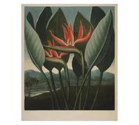 HUANTY Impressions sur toile d'art mural Exposition D'art, Illustration De Tulipe De Lys, Affiche Vintage Sans Cadre, Peintures Sur Toile, Images D'art Mural, Décoration D'intérieur(S,30x40cm)