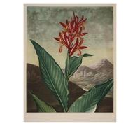 HUANTY Impressions sur toile d'art mural Exposition D'art, Illustration De Tulipe De Lys, Affiche Vintage Sans Cadre, Peintures Sur Toile, Images D'art Mural, Décoration D'intérieur(X,30x40cm)
