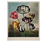 HUANTY Impressions sur toile d'art mural Exposition D'art, Illustration De Tulipe De Lys, Affiche Vintage Sans Cadre, Peintures Sur Toile, Images D'art Mural, Décoration D'intérieur(Q,40x60cm)