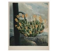 HUANTY Impressions sur toile d'art mural Exposition D'art, Illustration De Tulipe De Lys, Affiche Vintage Sans Cadre, Peintures Sur Toile, Images D'art Mural, Décoration D'intérieur(U,50x70cm)