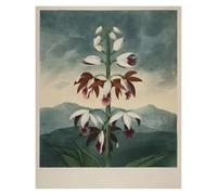 HUANTY Impressions sur toile d'art mural Exposition D'art, Illustration De Tulipe De Lys, Affiche Vintage Sans Cadre, Peintures Sur Toile, Images D'art Mural, Décoration D'intérieur(W,20x30cm)