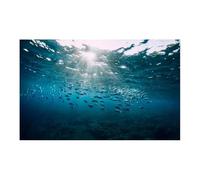 HUDFVIOI Poster Aquarium Affiche de Fond d'aquarium 3D, Autocollant adhésif en PVC, arrière-Plan du Monde sous-Marin, Plantes d'océan et mer pour la décoration(Green,54x122cm)