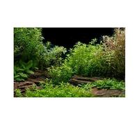 HUDFVIOI Poster Aquarium Autocollant de forêt, Ornement Fond d'aquarium, Affiche Paysage, Papier Support Auto-adhésif for Aquarium pour la décoration(Black-A,30x61cm)