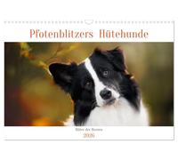Hütehunde - Hüter der Herzen (Wandkalender 2026 DIN A3 quer), CALVENDO Monatskalender: Ein Jahr mit wunderschönen Hütehunde-Rassen