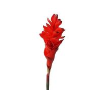 HUFFA Simulation de Fleur de Gingembre à Branche Unique, décoration de Bureau for la Maison, Arrangement Floral, Accessoires de Photographie (Color : Rouge)