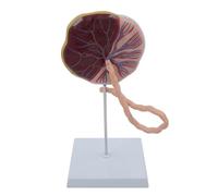 Huhpa 1pc 1:1 modèle d'anatomie du Cordon ombilical du Placenta Humain ressources pédagogiques en Sciences médicales
