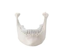 Huhpa 1pc modèle d'implant mandibule modèle d'enseignement modèle d'enseignement Oral imitant l'os modèle Dentaire Standard modèle d'enseignement d'os dispersé
