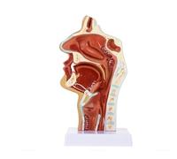 Huhpa 1pc ORL modèle Mannequin Gorge Anatomie modèle Accessoires médiane Section tête Anatomique cavité nasale