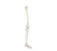 Huhpa 1pc Squelette Humain Membre inférieur Genou et Pied Anatomie modèle Sciences médicales ressources pédagogiques