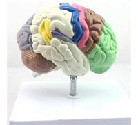 HUIBBGO Anatomie modélisée, Segmentation du Cerveau Humain modélisé, Segmentation Fonctionnelle des Couleurs, Corps Humain, Taille réelle, enseignement médical