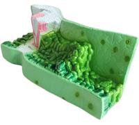 HUIBBGO Le modèle de Structure foliaire est Un Outil pédagogique visuel pour l'enseignement de la Structure des Plantes dicotylédones. Modèle Anatomique végétal - Modèle d'anatomie de la s