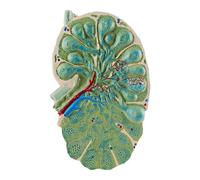 HUIBBGO Microstructure d'un Ganglion lymphatique ; Modèle de Ganglion lymphatique ; Modèle pédagogique de biologie ; Forme réaliste ; Modèle de spécimen médical ; Modèle de démonstration d