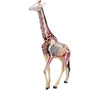 HUIBBGO Modèle Anatomique de Girafe en 4D, modèle de Squelette Animal, Simulation Semi-Transparente des Organes de la Girafe, 27 Parties détachables, pour l'enseignement et la Recherche en