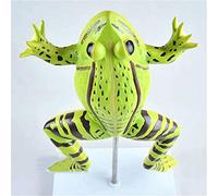 HUIBBGO Modèle Anatomique de Grenouille à Usage éducatif, Squelette Animal, Anatomie des Organes avec Identification numérique, présentoir pédagogique, modèle d'anatomie