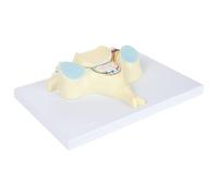 HUIBBGO Modèle Anatomique de la Colonne vertébrale : Modèle agrandi de la 5e vertèbre cervicale. Ce modèle comporte 40 Parties anatomiques étiquetées et des détails sur l’Anatomie Interne