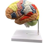 HUIBBGO Modèle Anatomique de la Structure du Cerveau Humain, agrandissement x2, avec Code Couleur et Lobe antérieur détachable, pour l'apprentissage de la psychologie et des neurosciences.