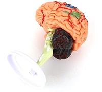HUIBBGO Modèle Anatomique de Recherche Scientifique Modèle de Cerveau Humain 4D Modèle de Cerveau Anatomique démonté Enseignement/Modèle d'organe Humain