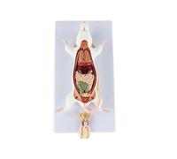 HUIBBGO Modèle Anatomique de Souris - Modèle Anatomique Animal - Modèle d'anatomie de Souris - Modèle de Structure Anatomique des Organes de la Souris pour la Formation médicale - Outil pé