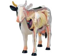 HUIBBGO Modèle Anatomique de Vache en 4D, spécimen de Squelette Animal, Figurine Animale à Assembler, kit pédagogique Cadeau, 29 pièces pour Clinique vétérinaire, école de Formation vétéri