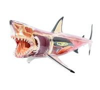 HUIBBGO Modèle Anatomique des Organes de Requin, modèle 4D à Assembler, composé de 20 pièces Amovibles, pour l'étude et l'enseignement de l'anatomie médicale.