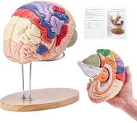 HUIBBGO Modèle Anatomique du Cerveau agrandi 2 Fois, modèle détachable en 4 Parties avec séparation des Zones fonctionnelles par Couleur, modèle d'anatomie pour l'étude et l'enseignement d