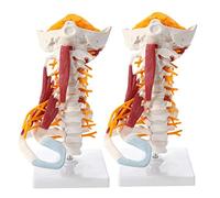 HUIBBGO Modèle Anatomique du Corps Humain, modèle de Colonne vertébrale Humaine Grandeur Nature, modèle Anatomique de la Colonne vertébrale avec Muscle, Tronc cérébral, modèle d'organe pou